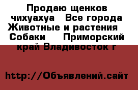 Продаю щенков чихуахуа - Все города Животные и растения » Собаки   . Приморский край,Владивосток г.